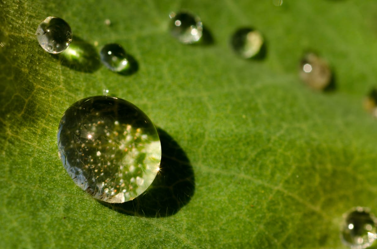 The lotus leaf: how nature makes water-repellent materials.